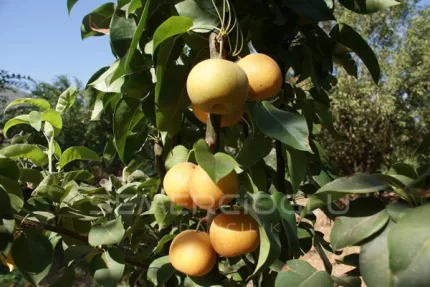 Hosui Armut Fidanı