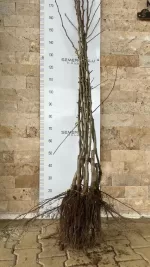 Hosui Armut Fidanı