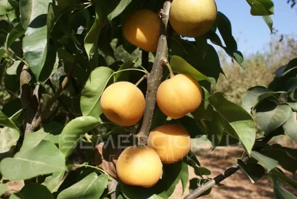 Hosui Armut Fidanı