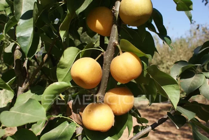 Hosui Armut Fidanı