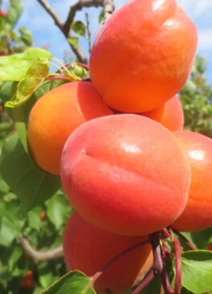 Lady Cot Kayısı Fidanı