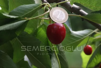 Lambert Kiraz Fidanı