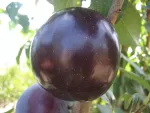 Larry Ann Erik Fidanı