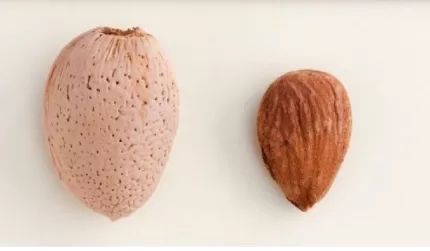 makako badem fidani