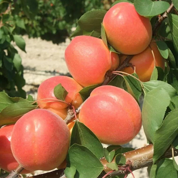 Mogador Kayısı Fidanı