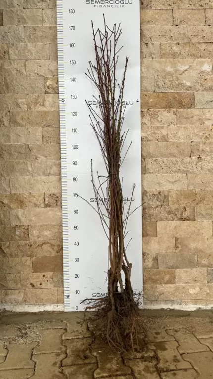 Monreo Şeftali Fidanı