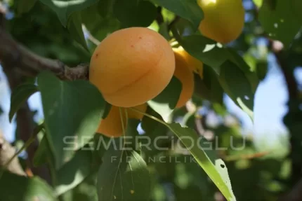 Ninfa Kayısı Fidanı