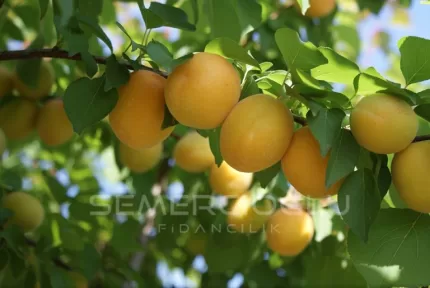 Ninfa Kayısı Fidanı