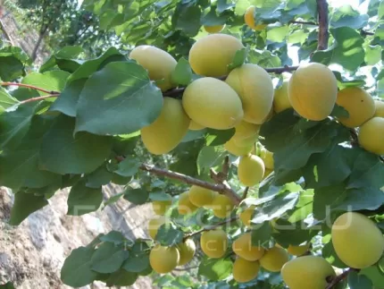 Precoce De Thyryinthe Kayısı Fidanı