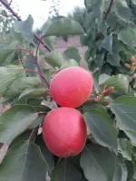 Pricia Kayısı Fidanı