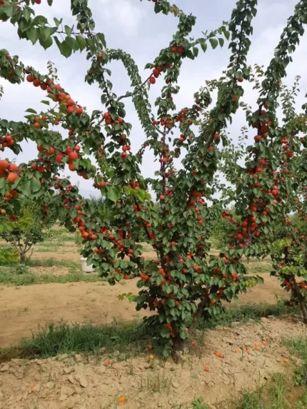Pricia Kayısı Fidanı