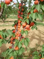 Pricia Kayısı Fidanı