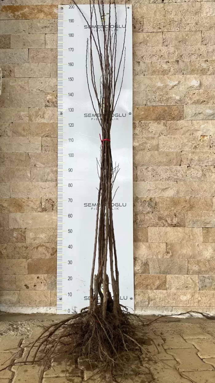 Pricia Kayısı Fidanı