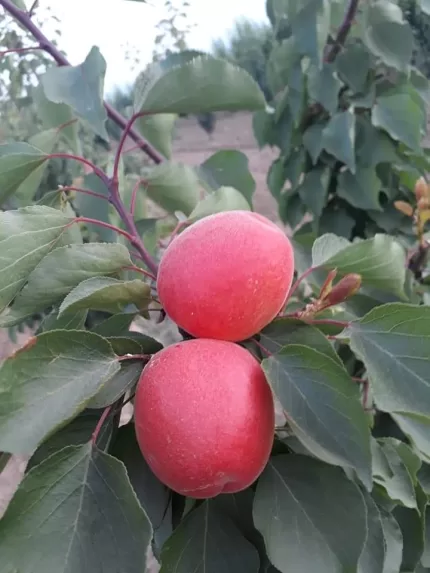 Pricia Kayısı Fidanı