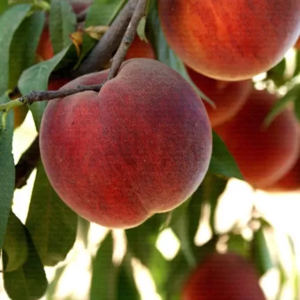 Red Elegant Şeftali Fidanı