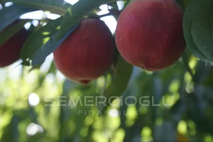 Royal Glory Şeftali Fidanı