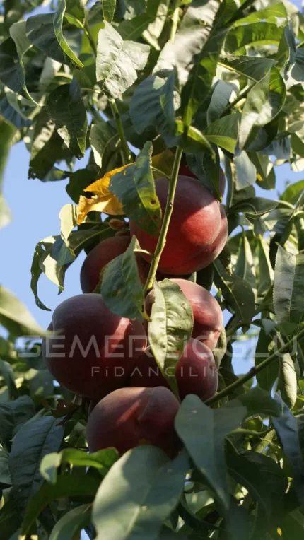 Vista Rich Şeftali Fidanı