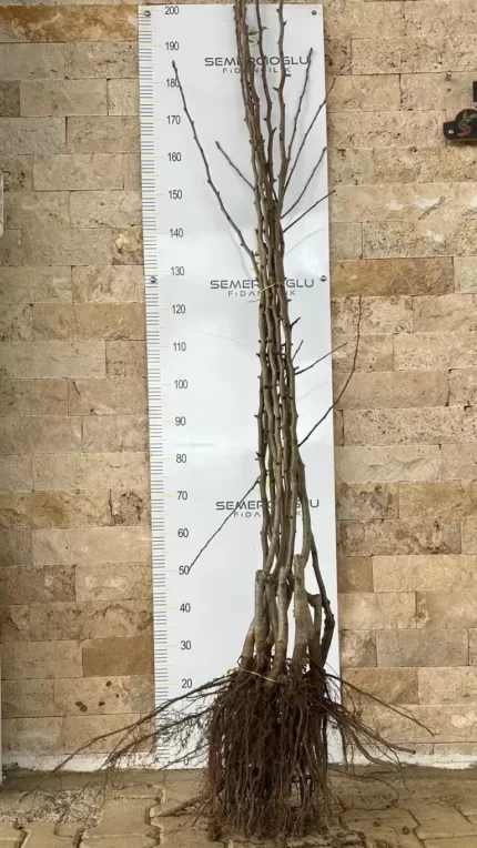 Williams Armut Fidanı